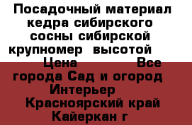 Посадочный материал кедра сибирского (сосны сибирской) крупномер, высотой 3-3.5  › Цена ­ 19 800 - Все города Сад и огород » Интерьер   . Красноярский край,Кайеркан г.